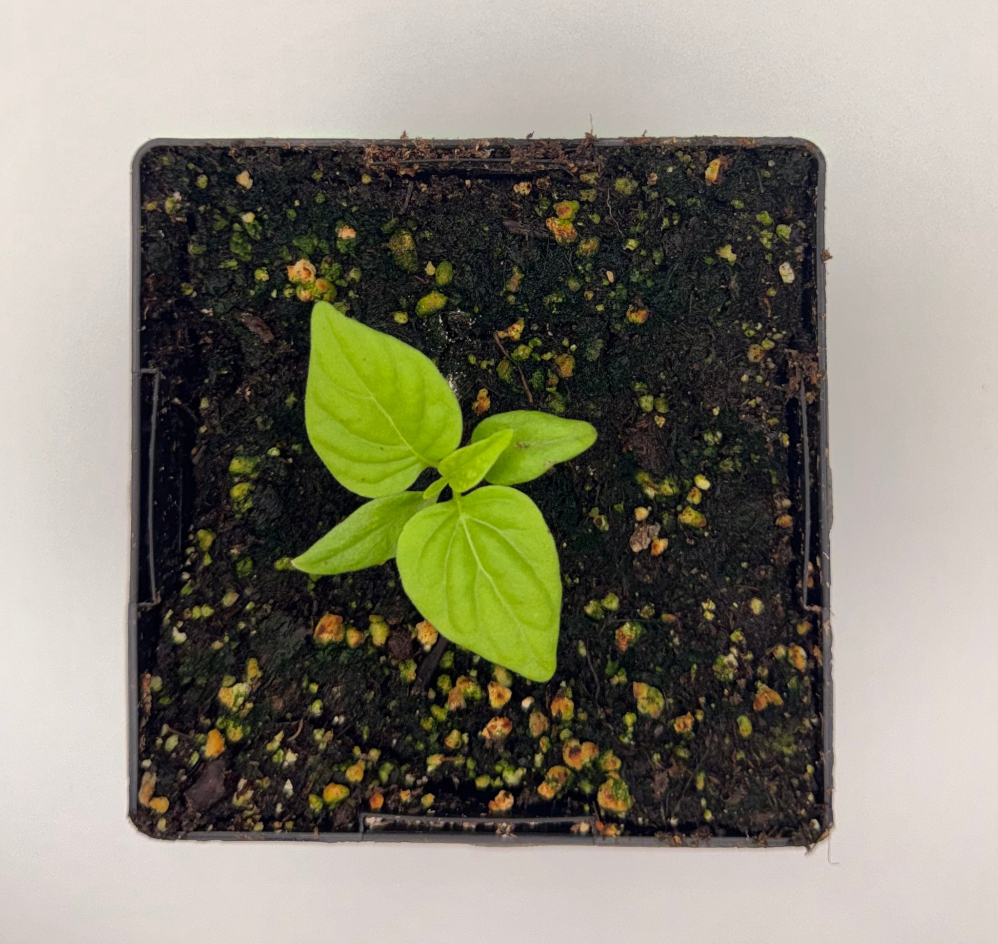 Scotch Bonnet Type A 4" Nursery Plant