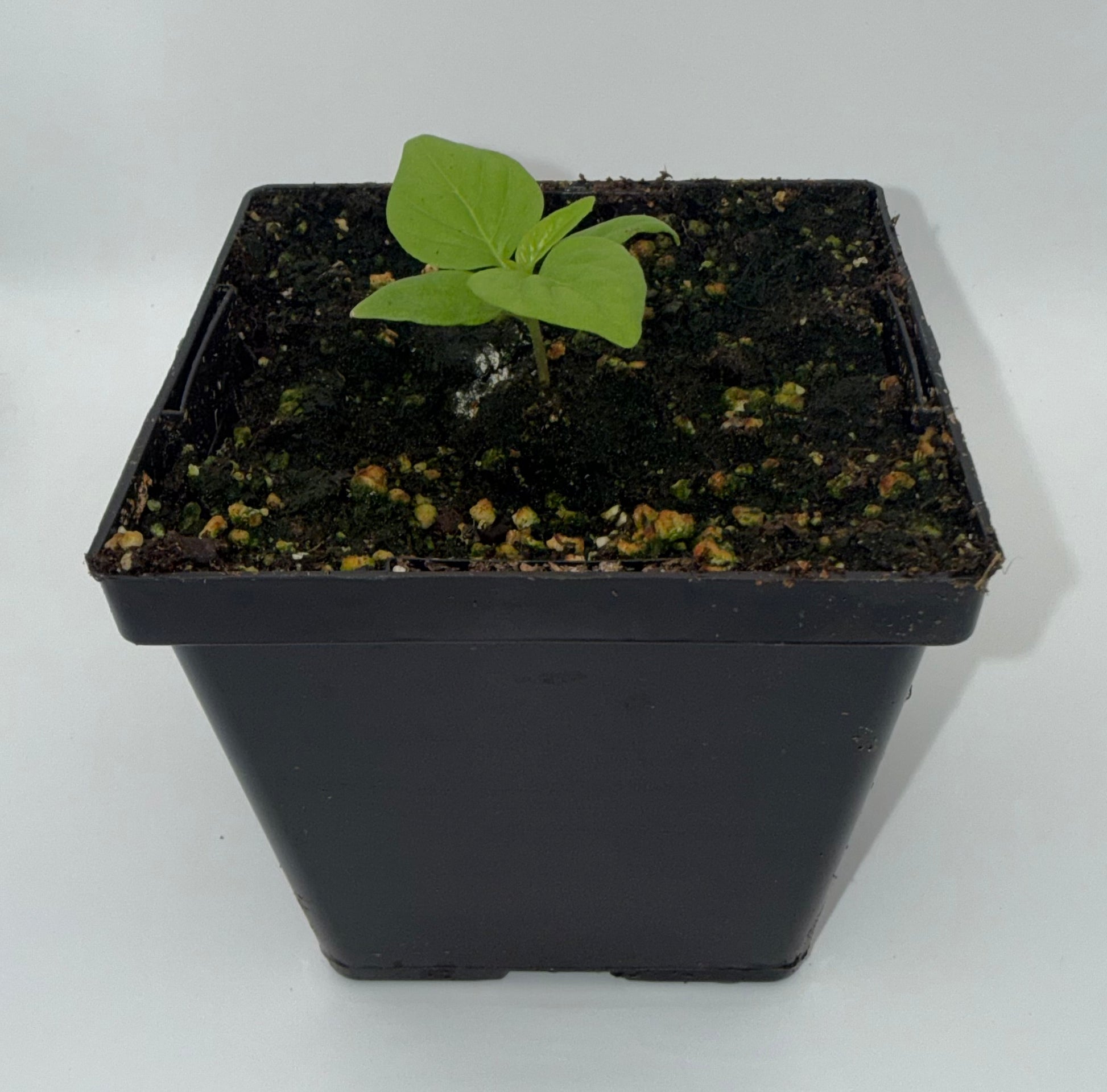 Scotch Bonnet Type A 4" Nursery Plant