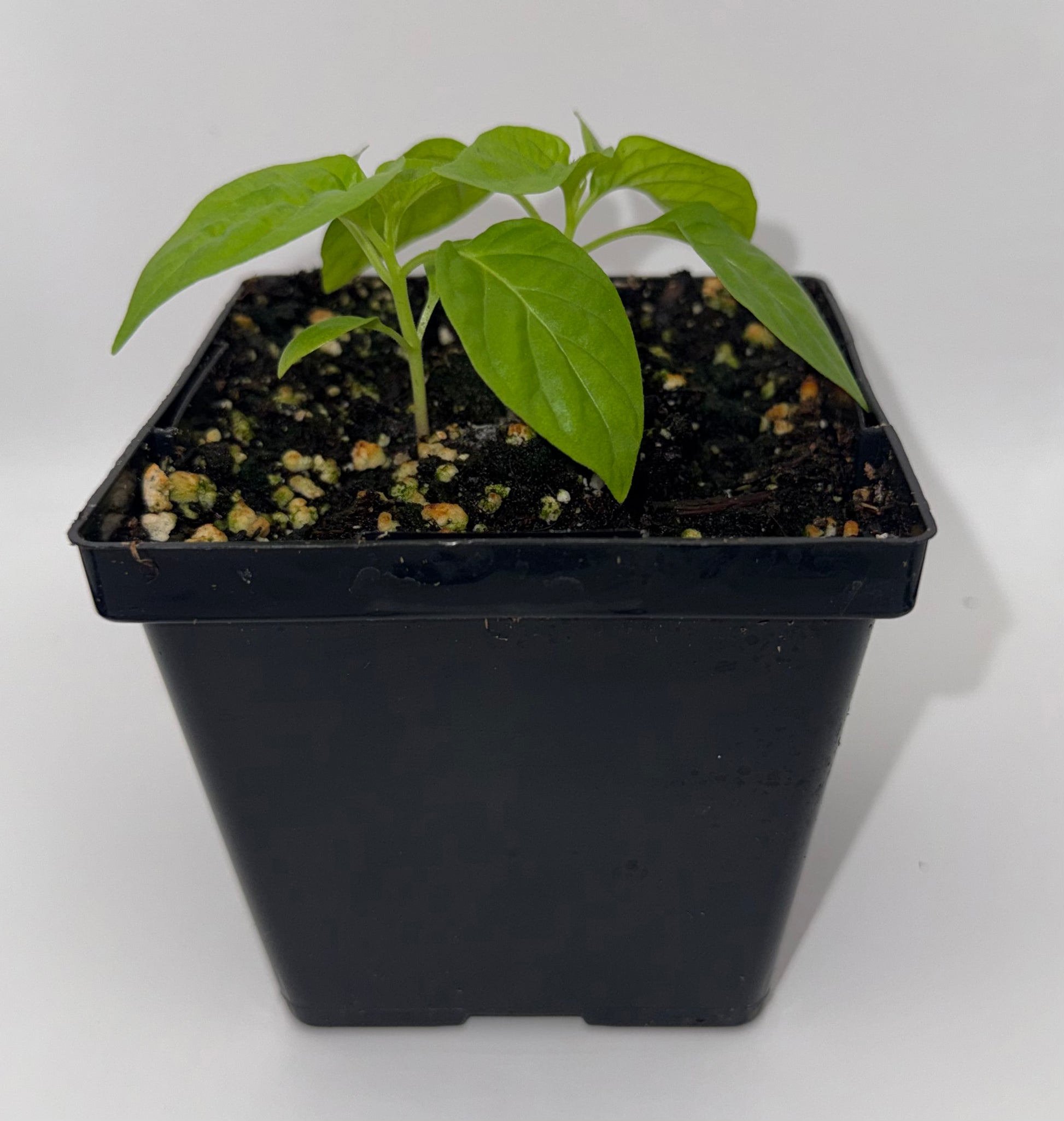 Scotch Bonnet Type B 4" Nursery Plant