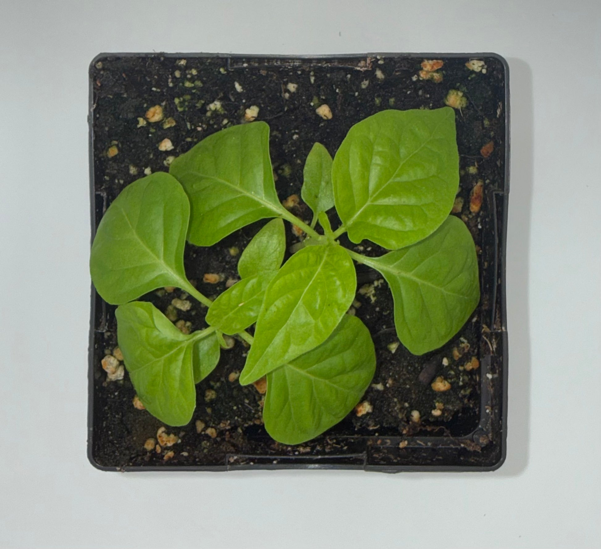 Scotch Bonnet Type B 4" Nursery Plant