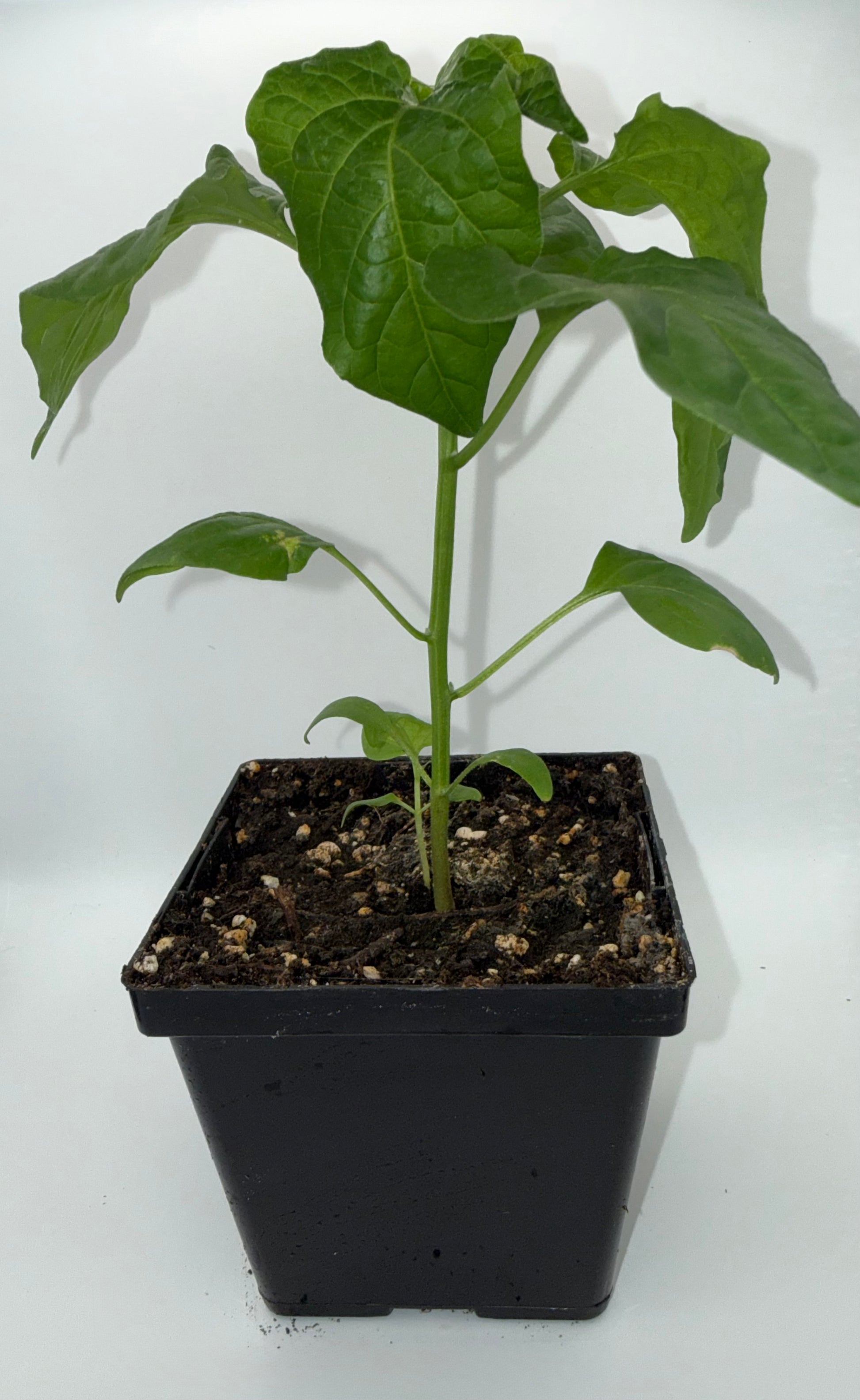 Yellow Trinidad Moruga Scorpion 4" Nursery Plant
