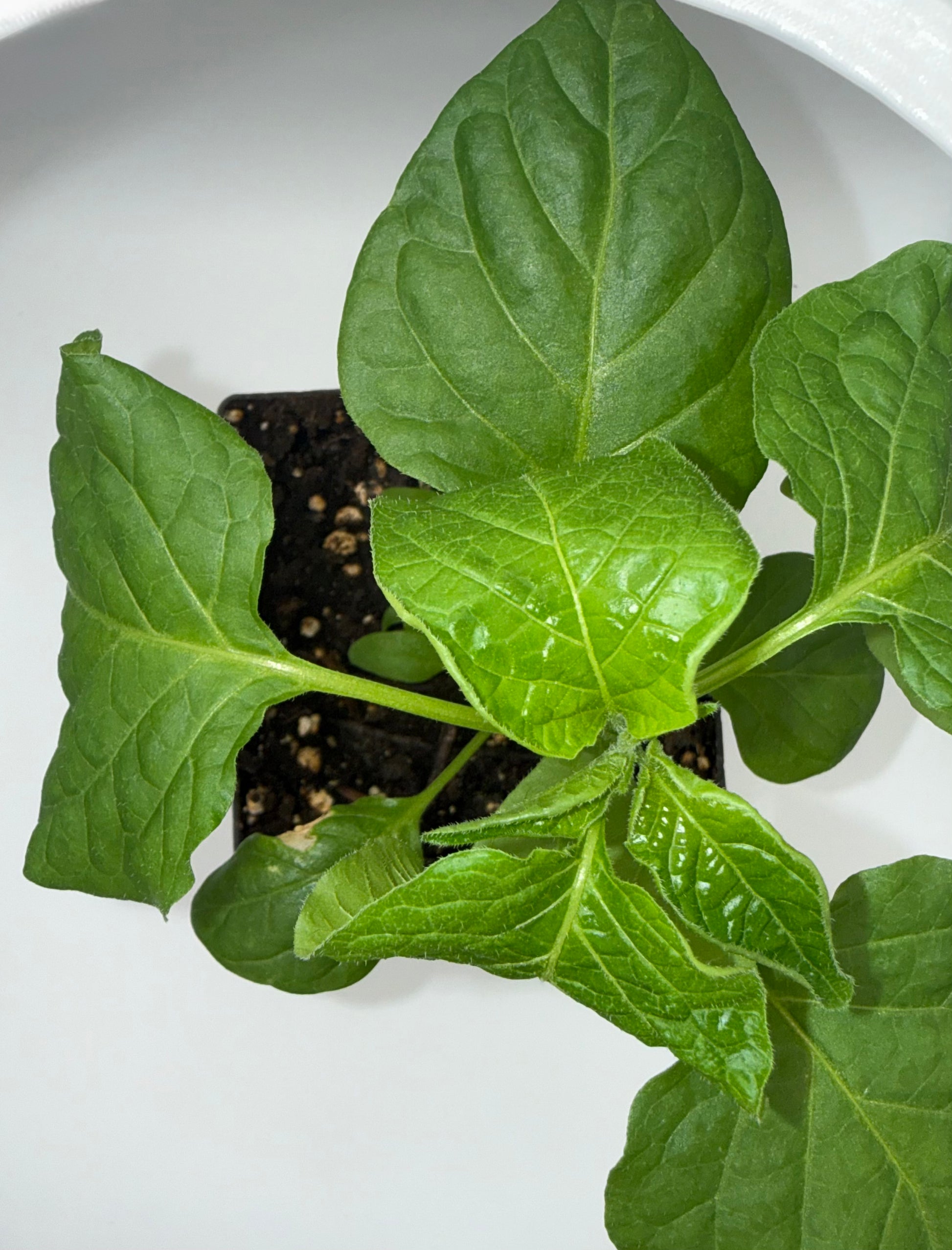 Yellow Trinidad Moruga Scorpion 4" Nursery Plant