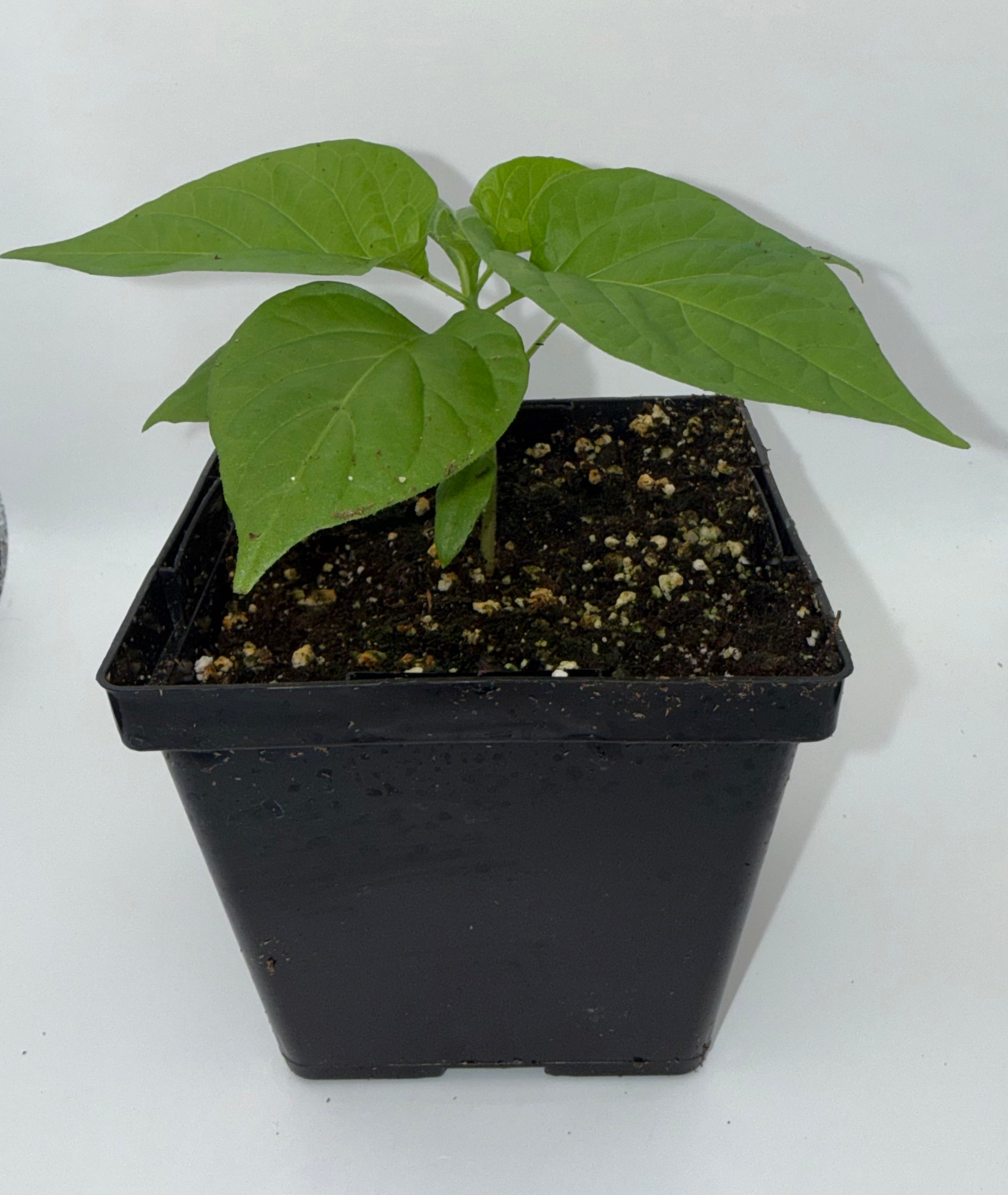 Mustard Reaper 4" Nursery Plant