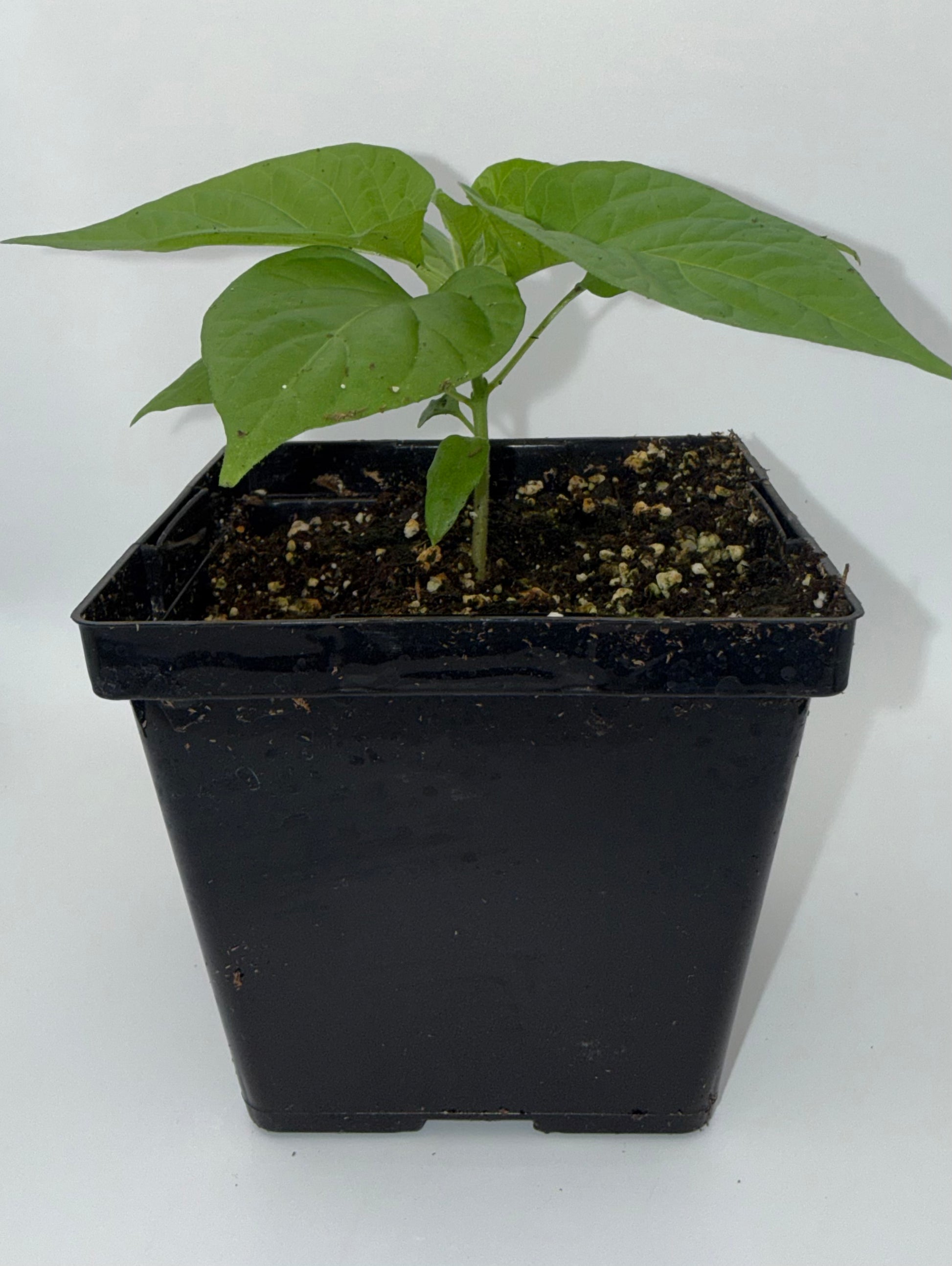 Mustard Reaper 4" Nursery Plant