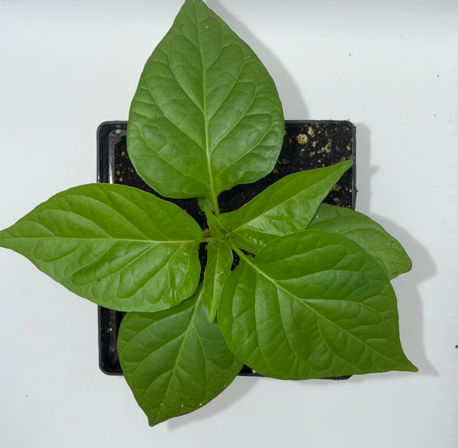 Mustard Reaper 4" Nursery Plant