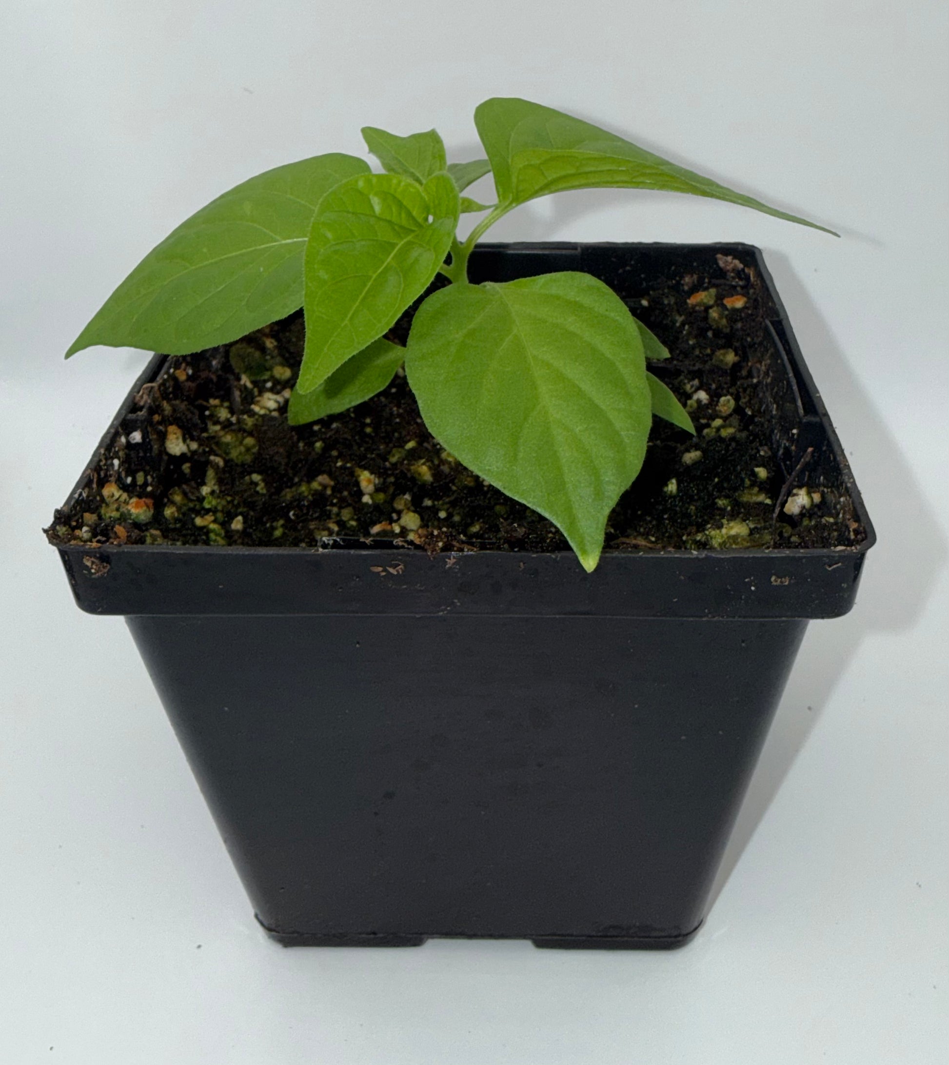 Scotch Bonnet Type A 4" Nursery Plant