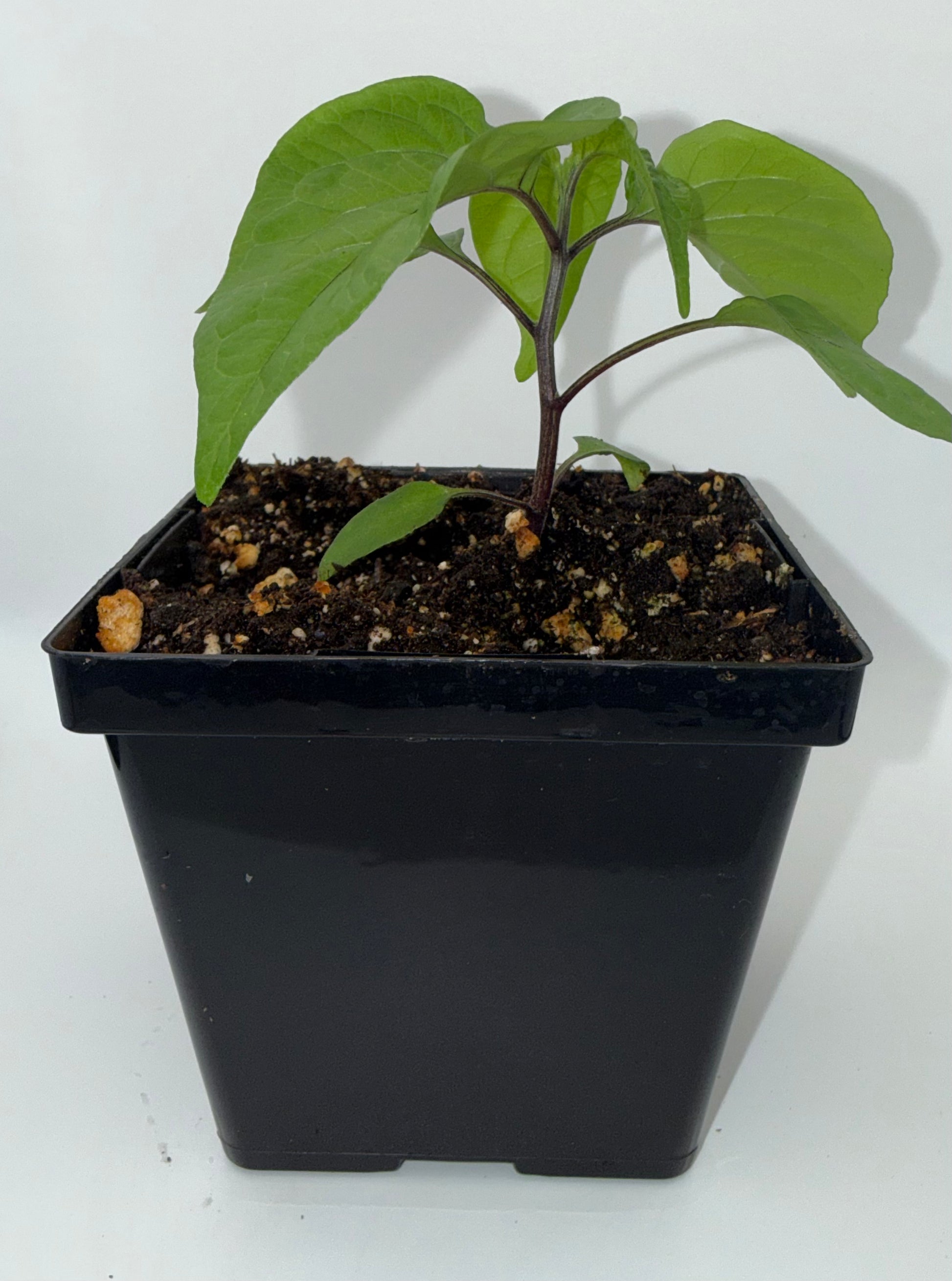 Orange Ghost 4" Nursery Plant