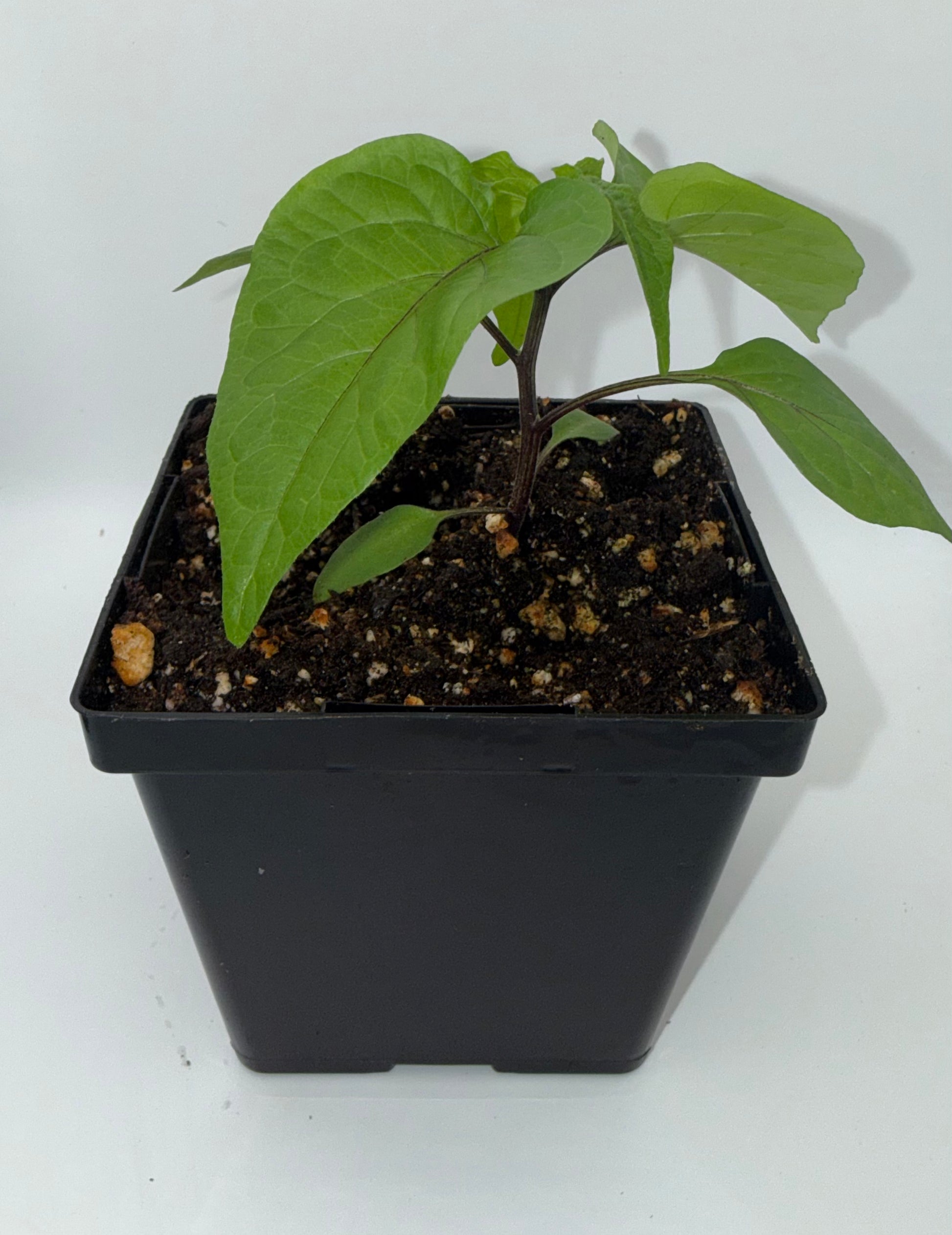 Orange Ghost 4" Nursery Plant