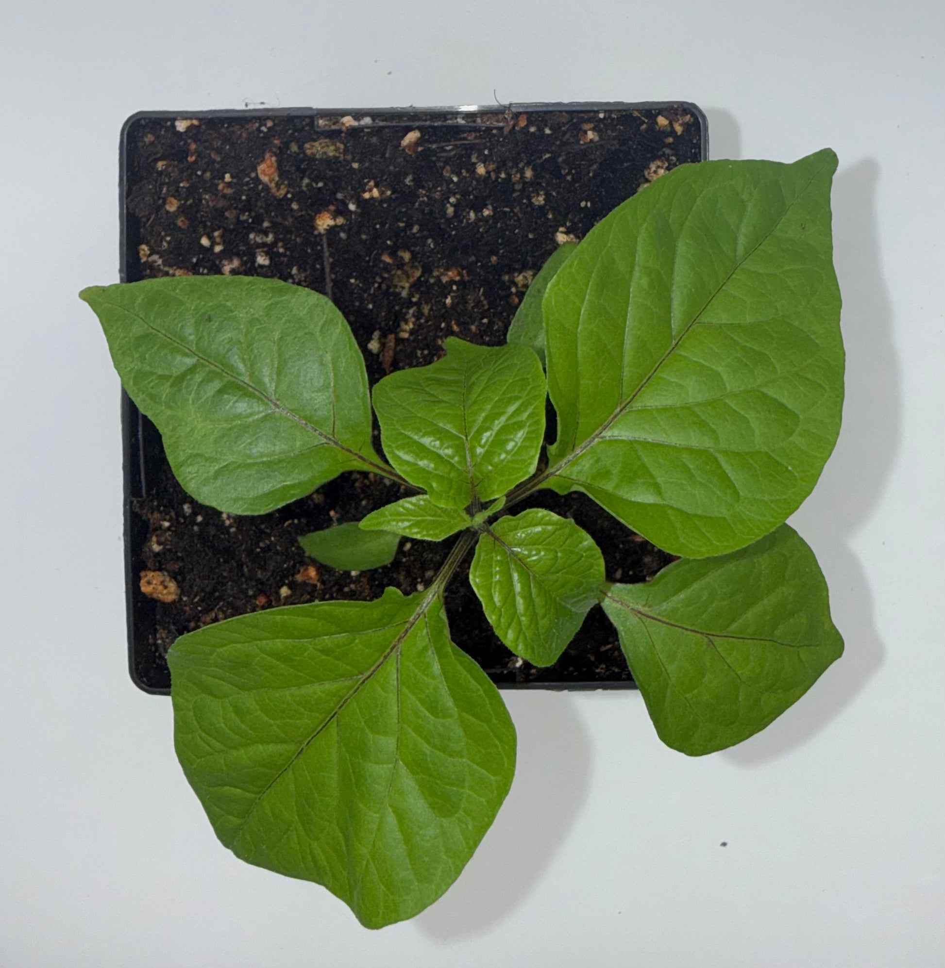 Orange Ghost 4" Nursery Plant