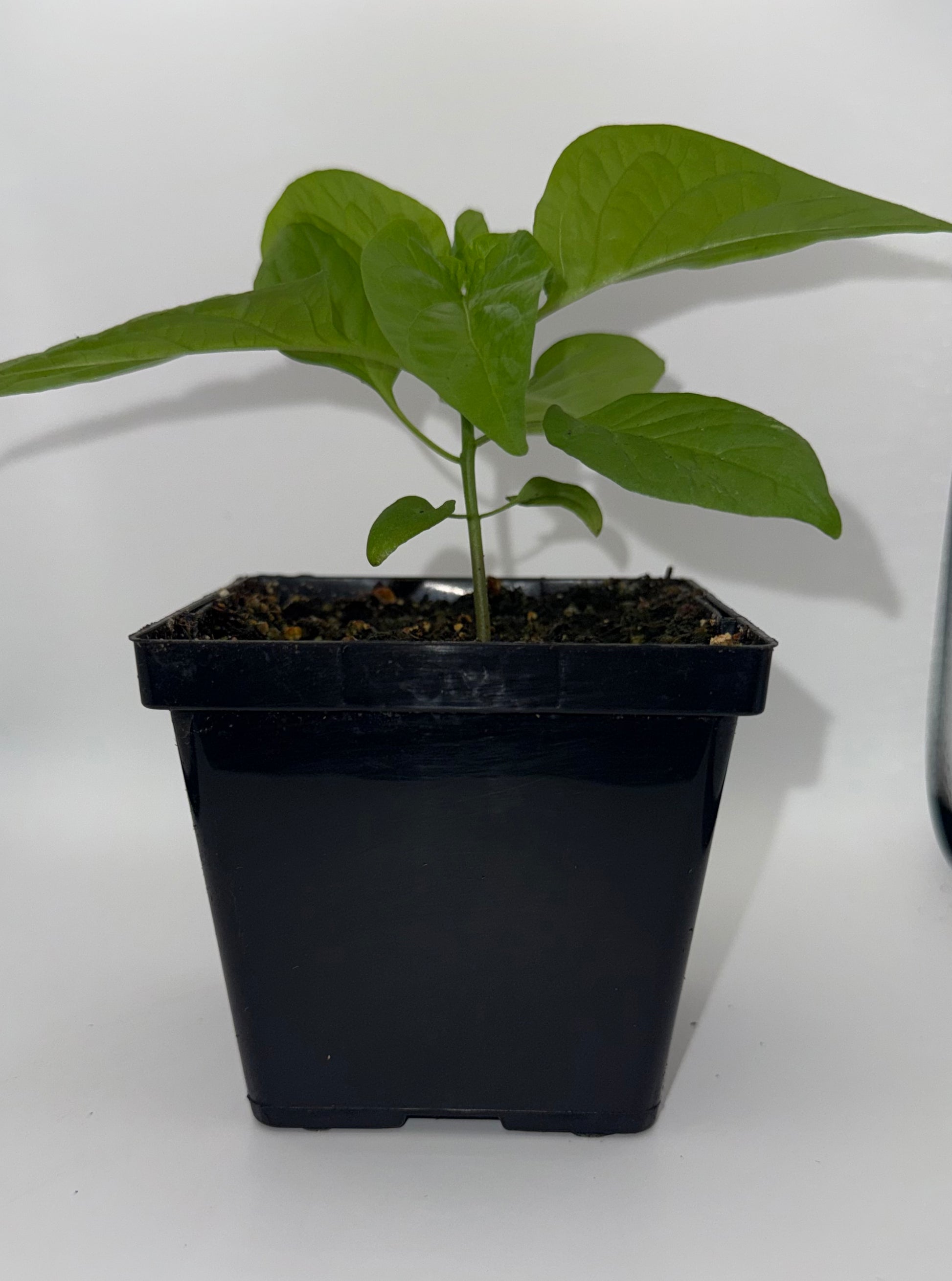 Red Ghost 4" Nursery Plant