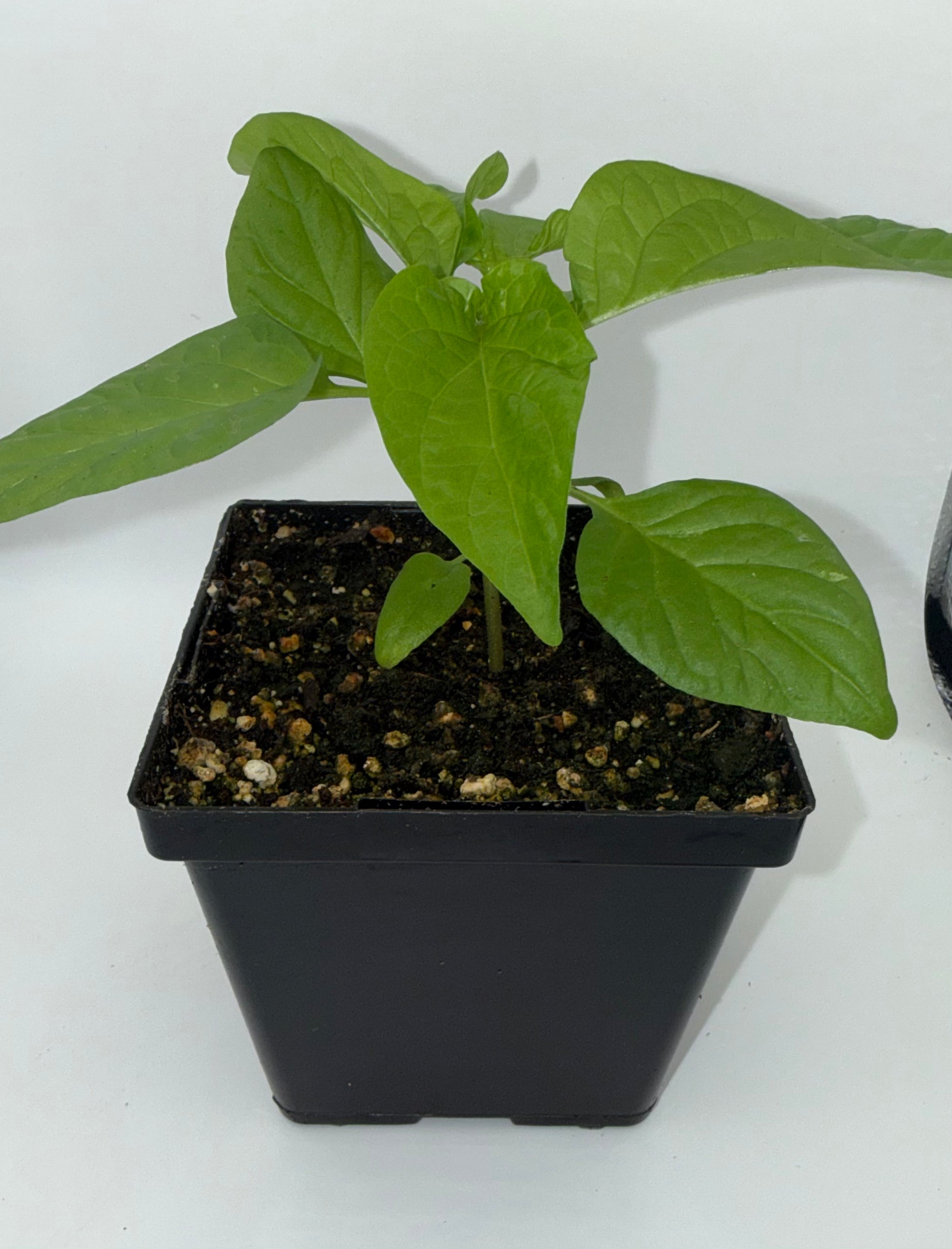 Red Ghost 4" Nursery Plant