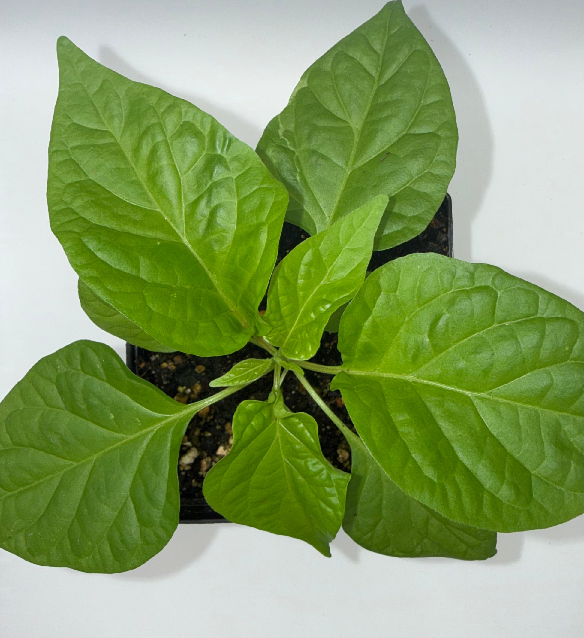 Red Ghost 4" Nursery Plant