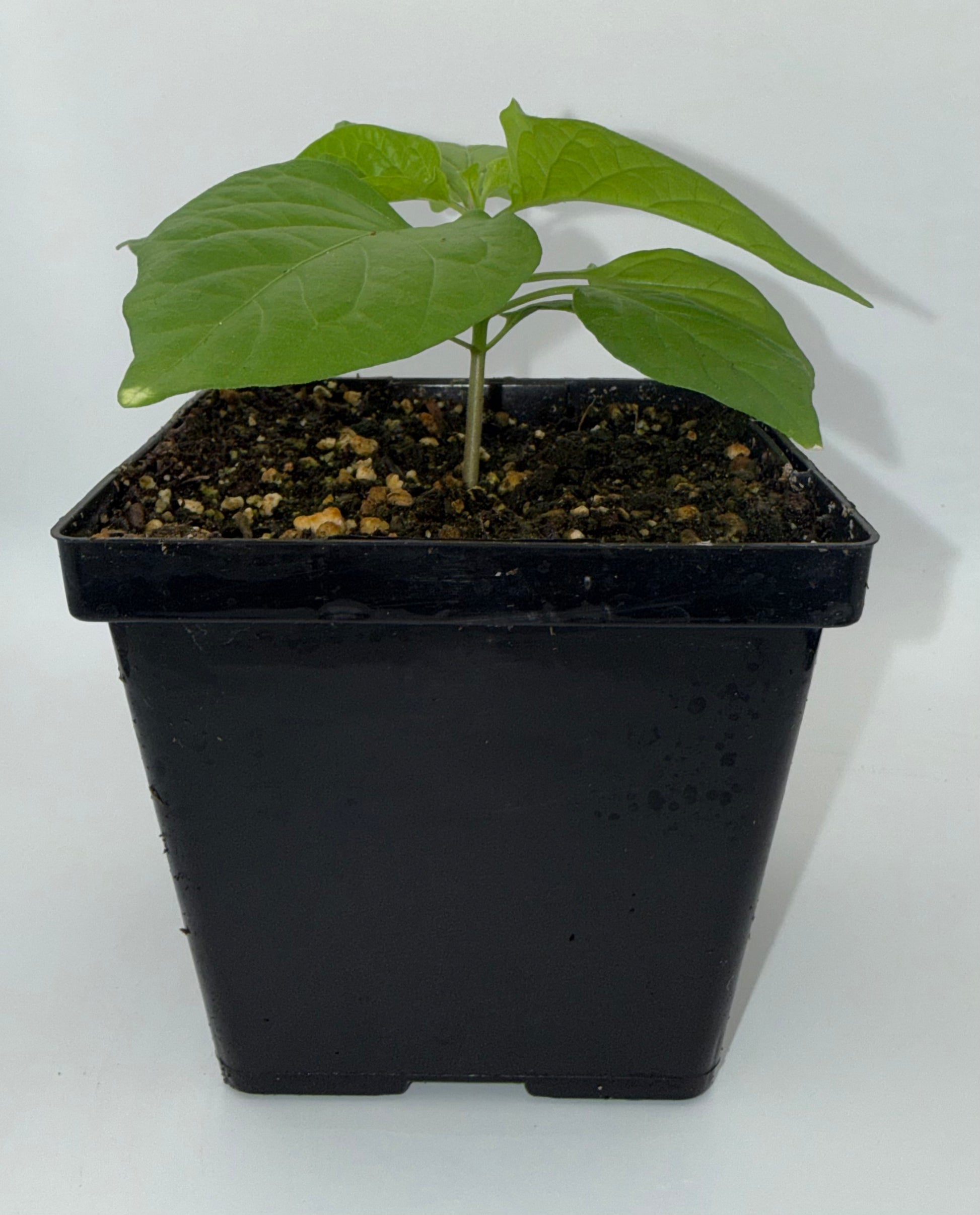ghost pepper plant pot size Peach Ghost 4" Nursery Plant – True North Peppers
