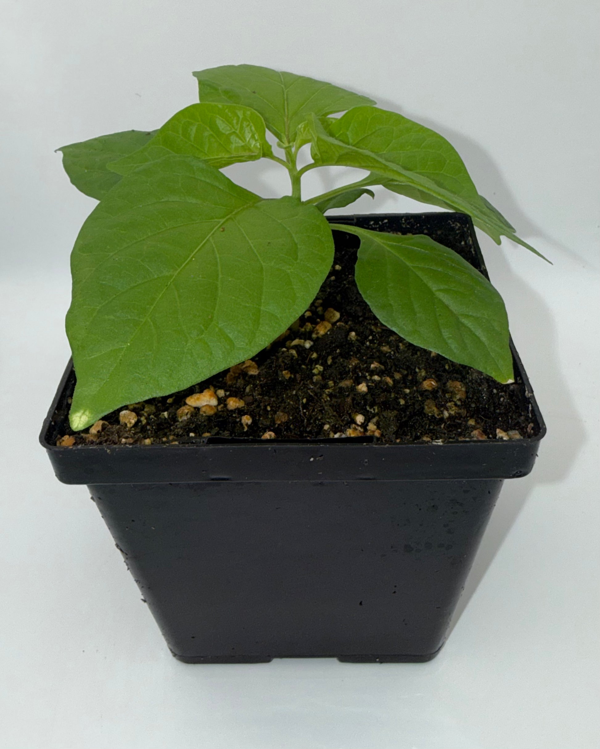 Peach Ghost 4" Nursery Plant