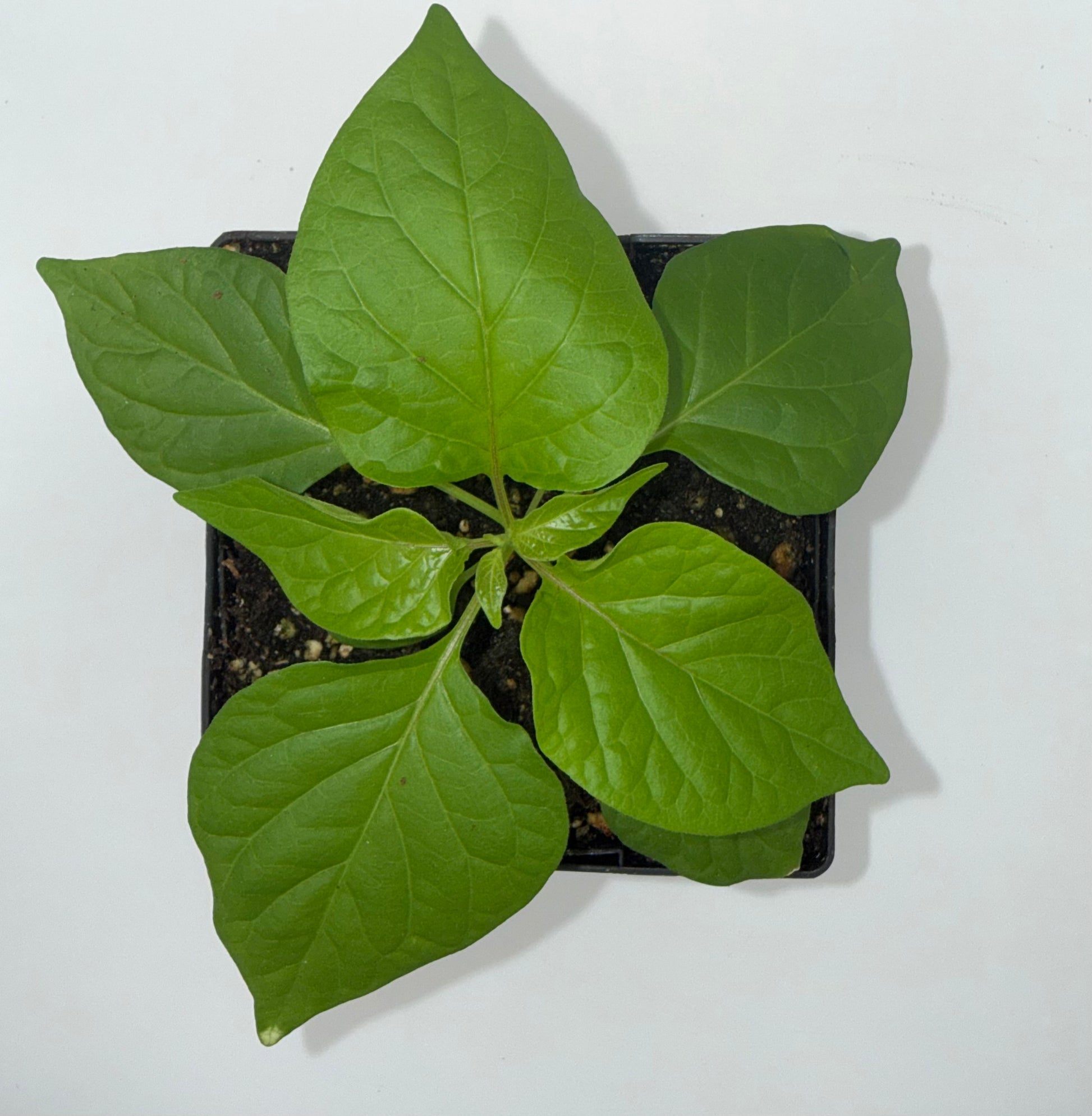 Peach Ghost 4" Nursery Plant