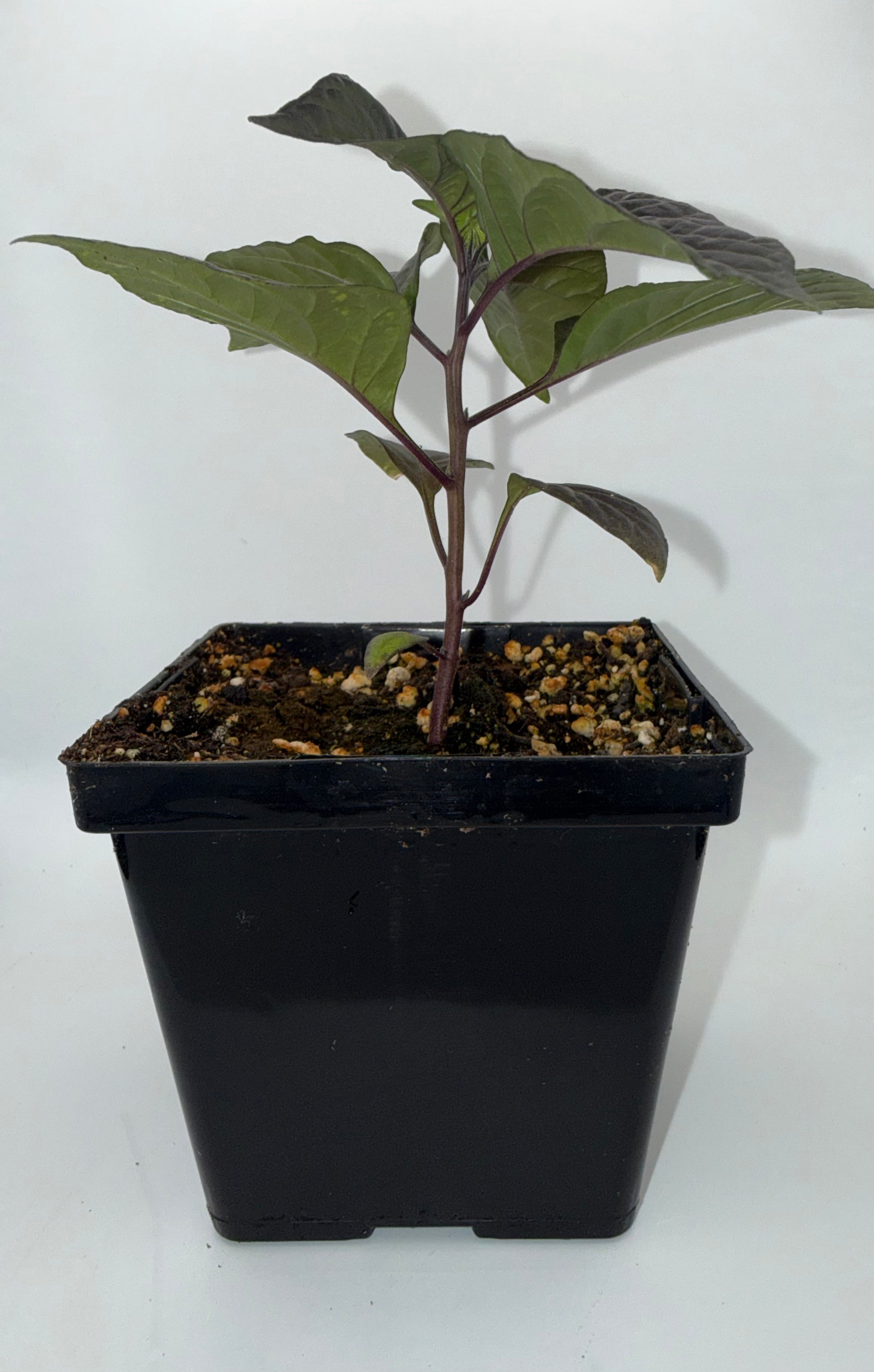 Reaper Pink Peach 4" Nursery Plant
