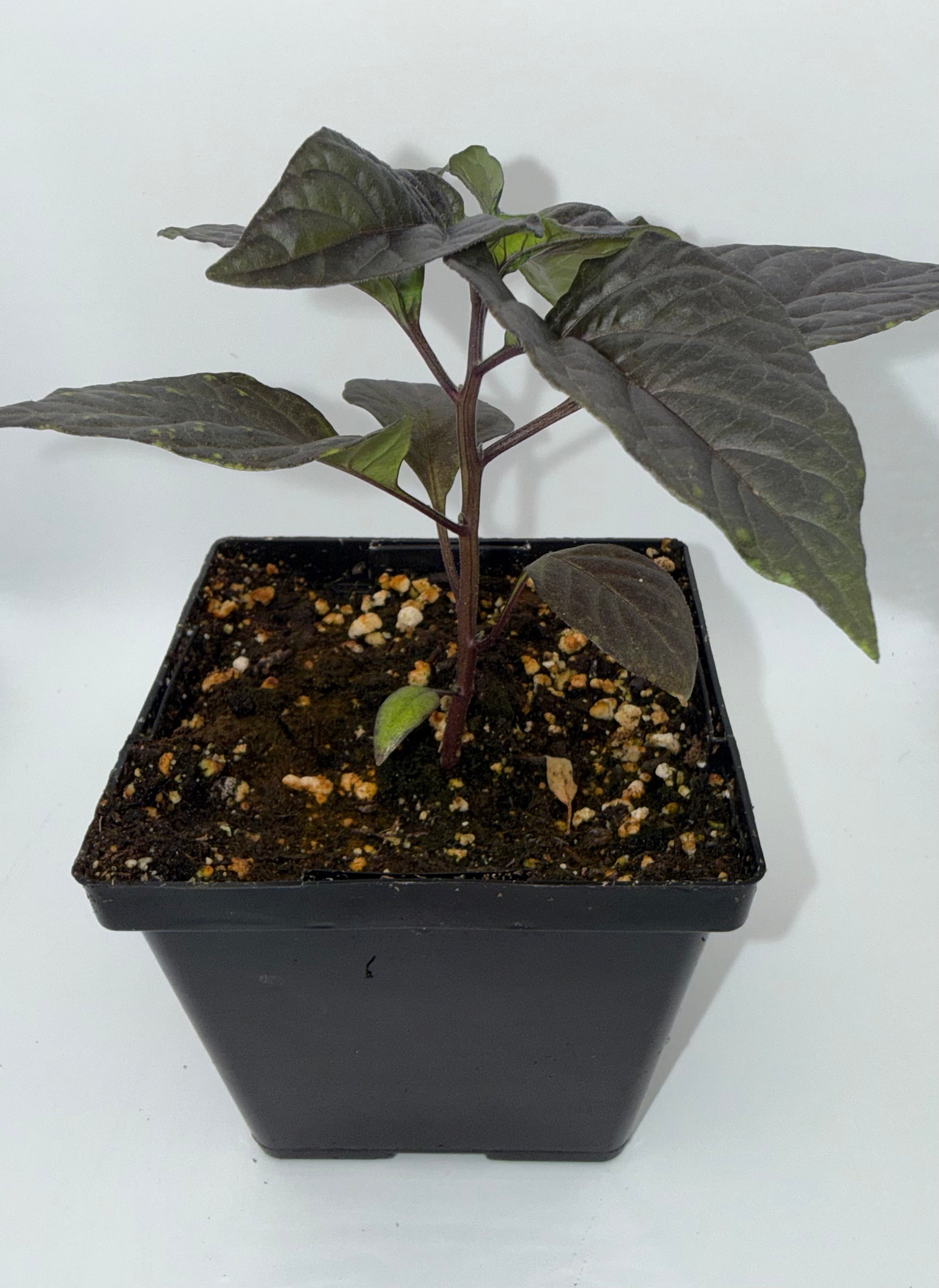 Reaper Pink Peach 4" Nursery Plant