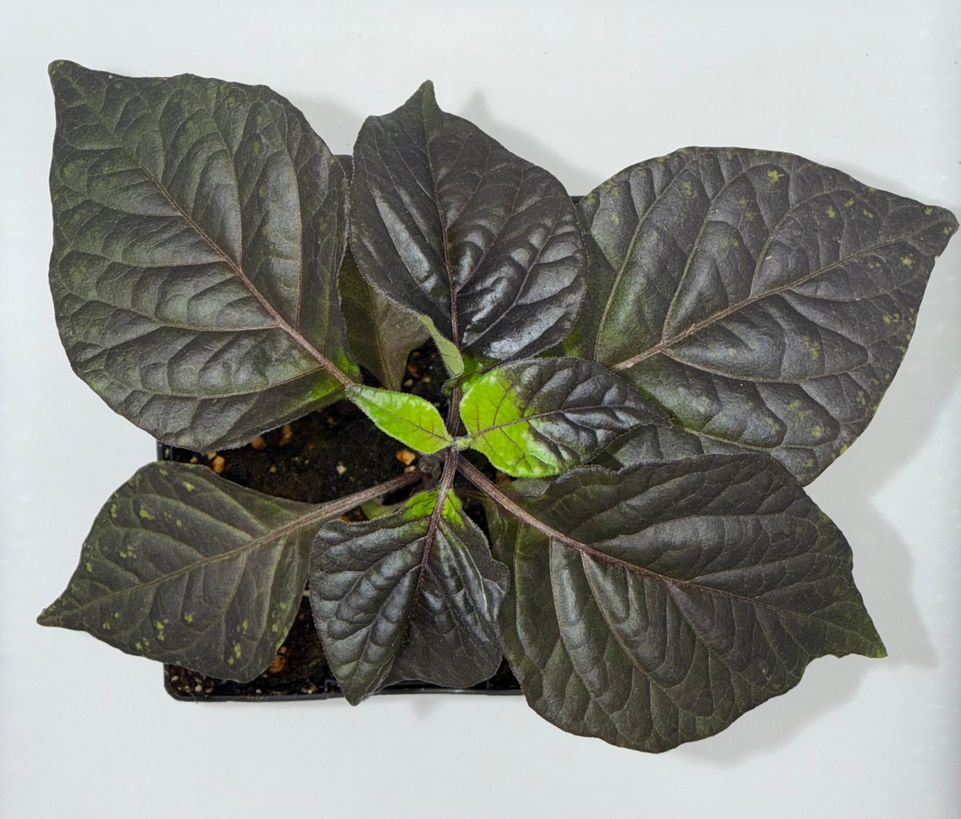 Reaper Pink Peach 4" Nursery Plant