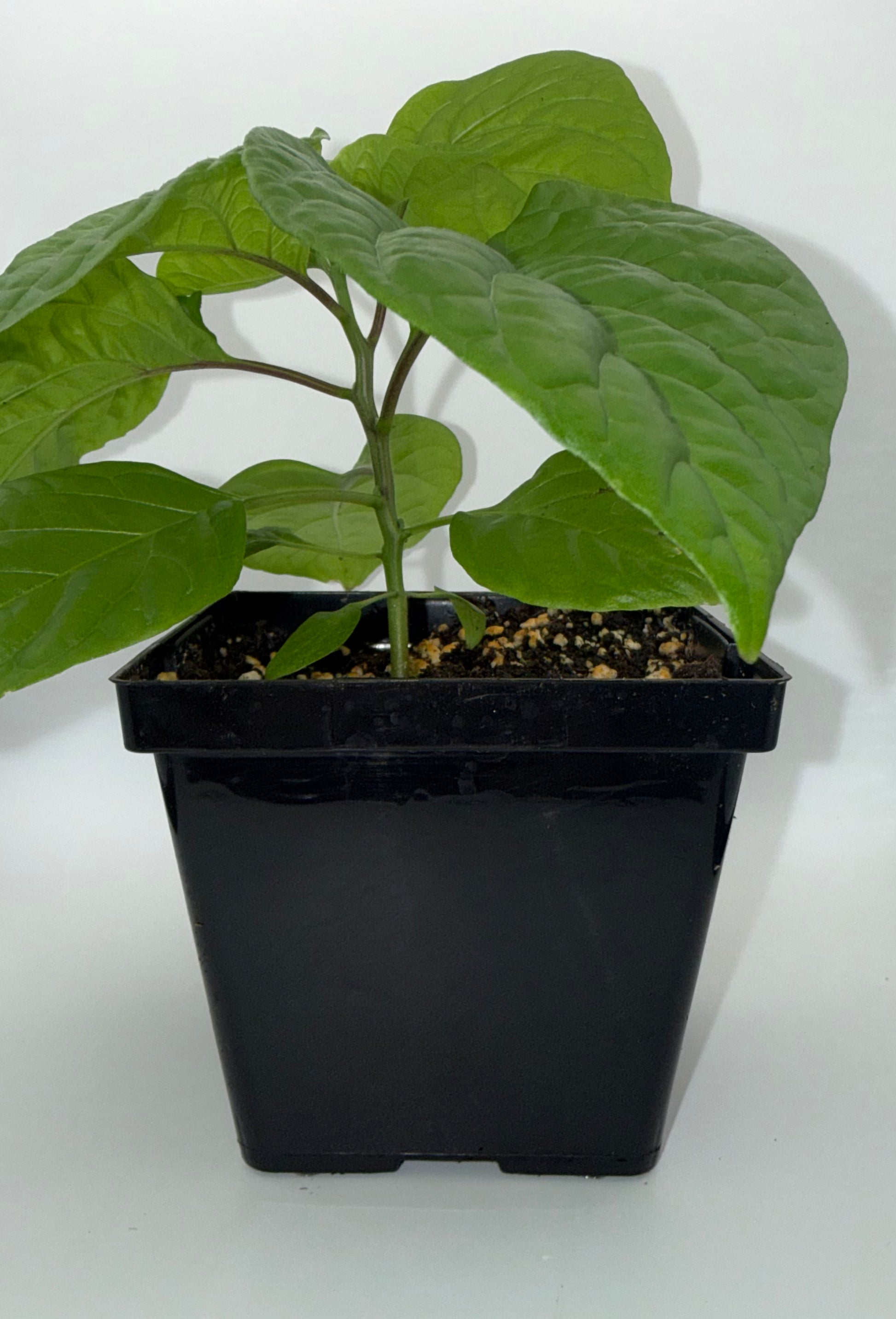 7 pot plant 7 Pot Congo Chocolate 4" Nursery Plant – True North Peppers