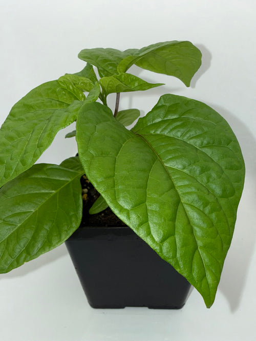 7 Pot Congo Chocolate Potted Plant