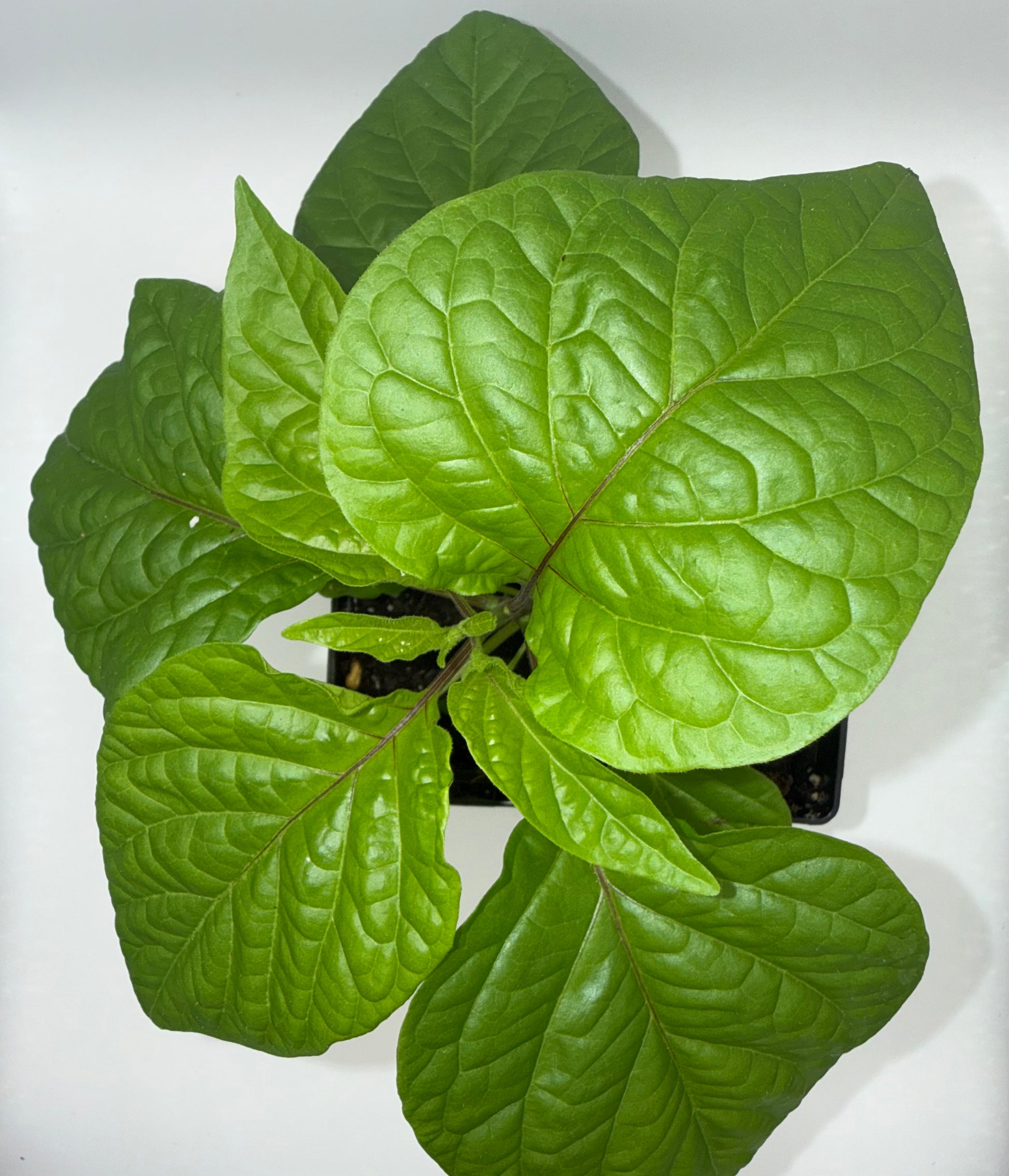 7 leaf pot plant 7 Pot Congo Chocolate 4" Nursery Plant – True North Peppers