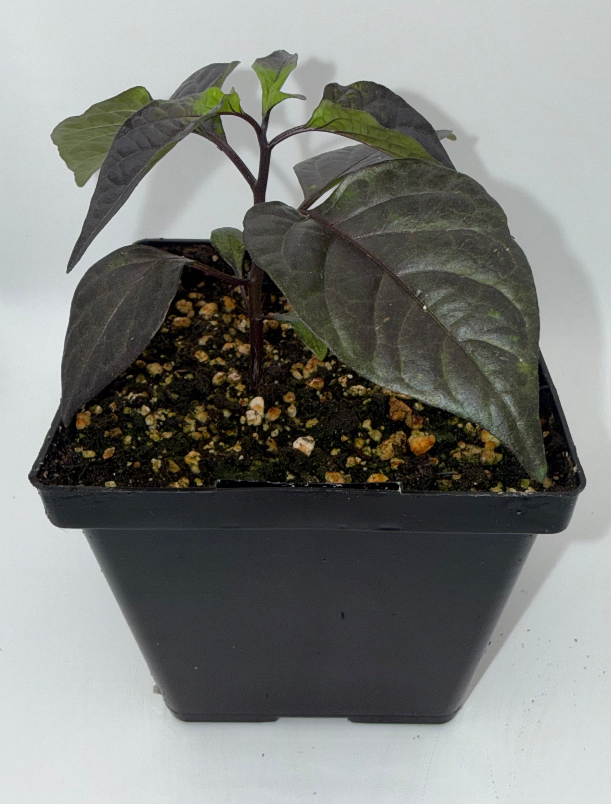 Orion (Gnarly) 4" Nursery Plant