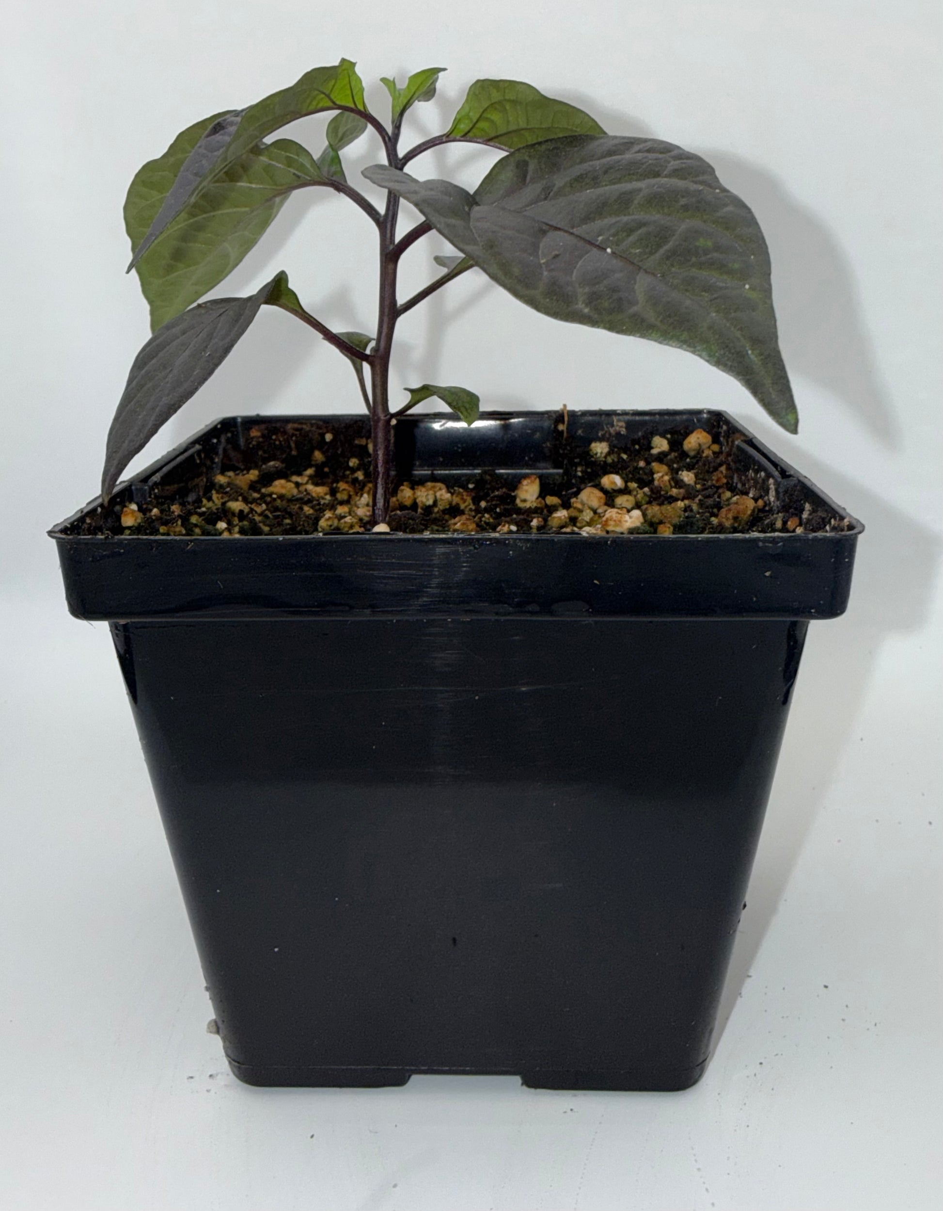 Orion (Gnarly) 4" Nursery Plant
