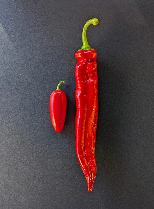 Jalapeno Chernobyl Potted Plant