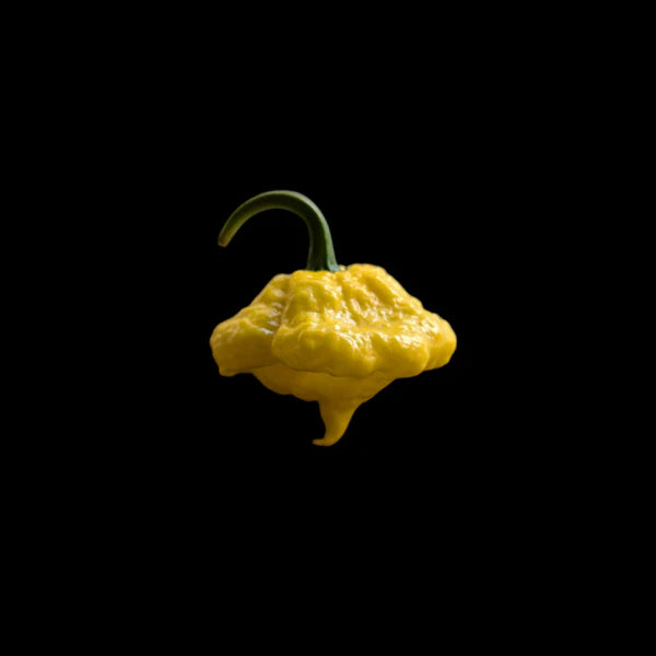 KS Lemon Starrburst Pepper Potted Plant