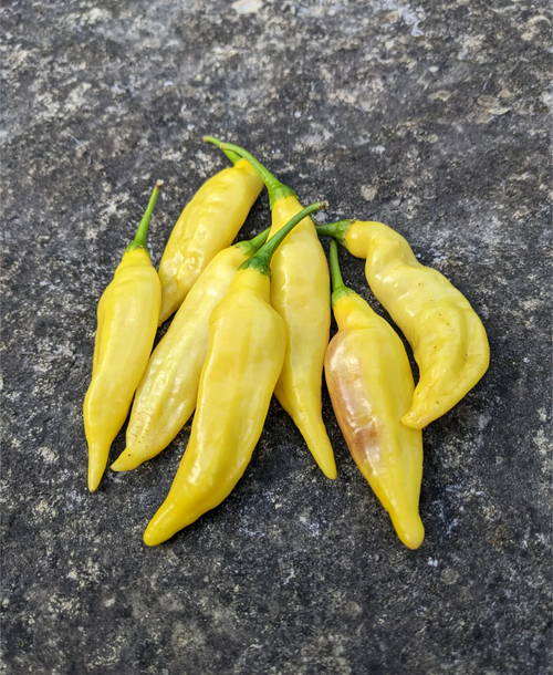Ají Limon Elondro Potted Plant