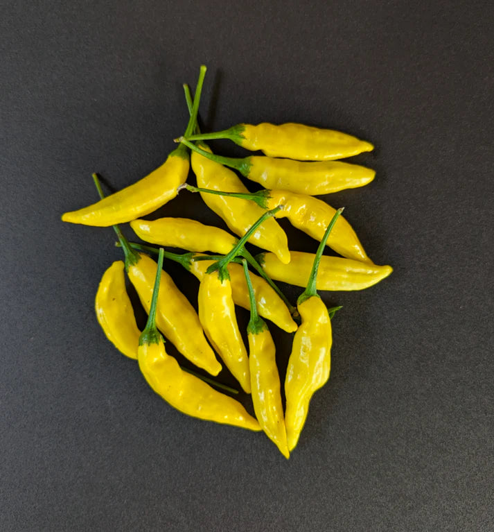 Ají Limon Elondro Potted Plant