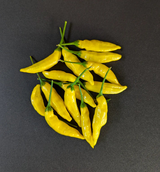 Ají Limon Elondro Potted Plant