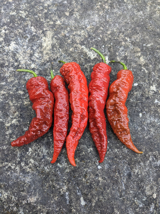 Leviathan Scorpion Chocolate Pepper Potted Plant