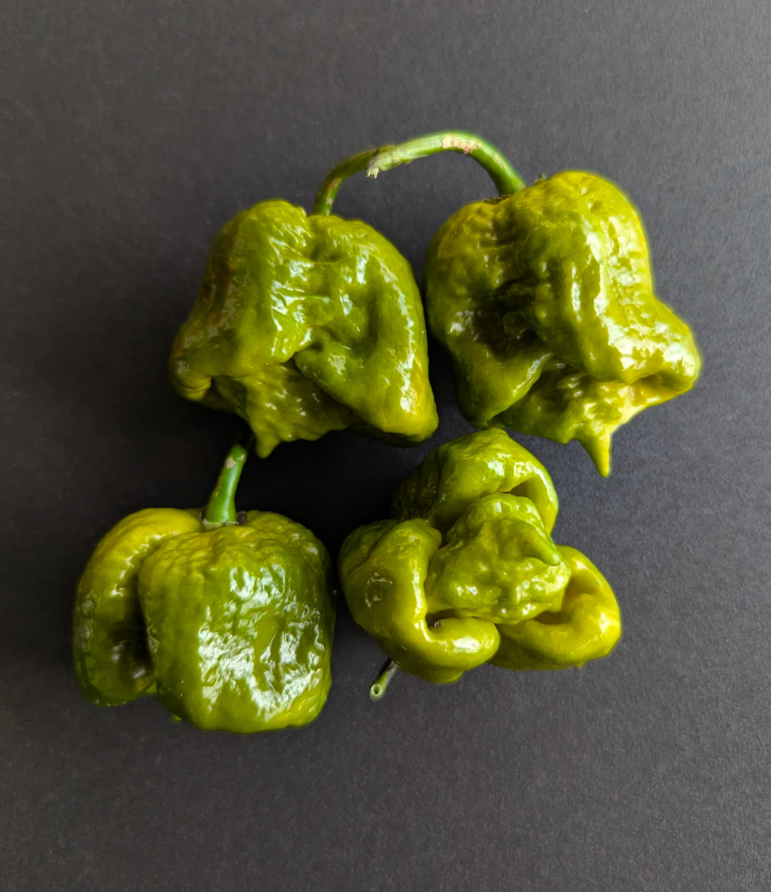 Mustard Reaper Potted Plant