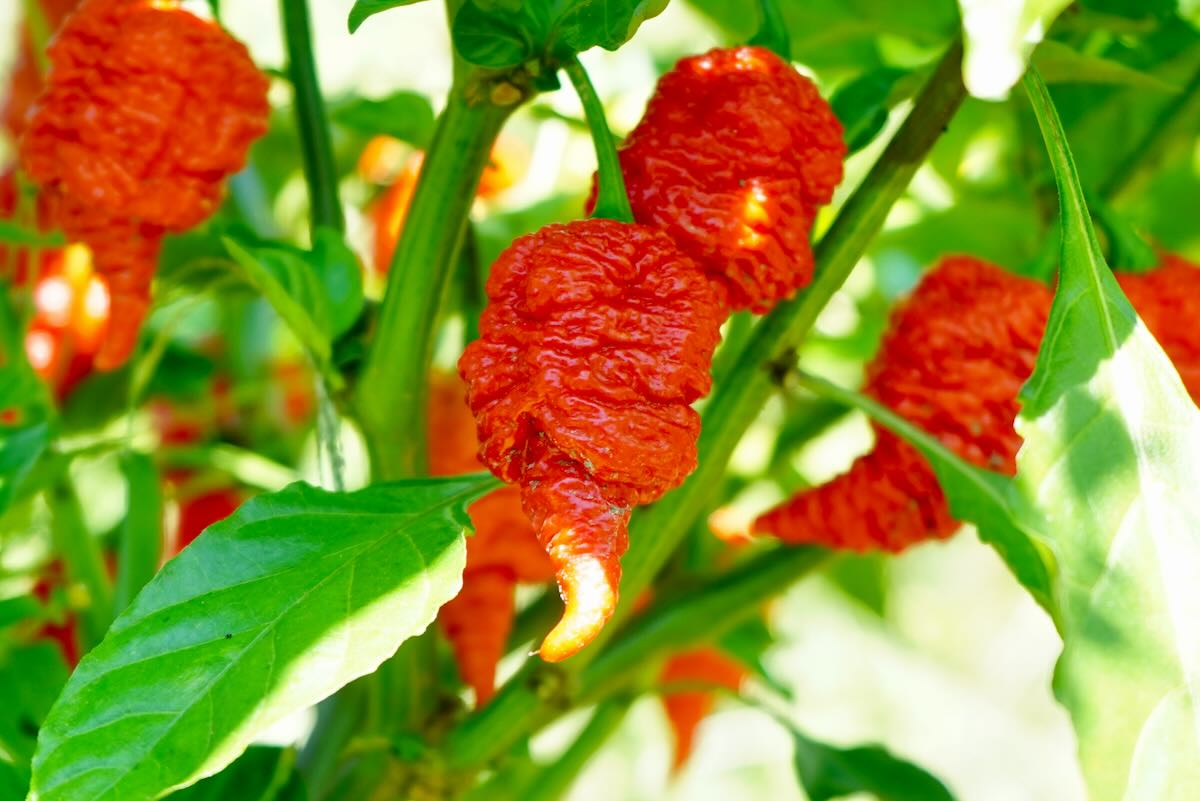 RB003 Pepper Potted Plant