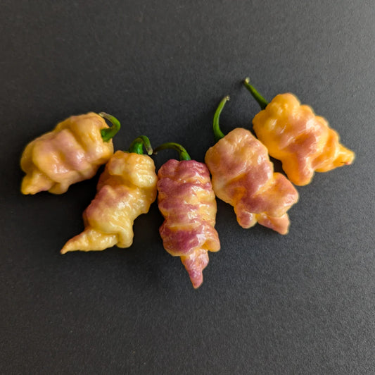 Reaper Pink Peach Potted Plant