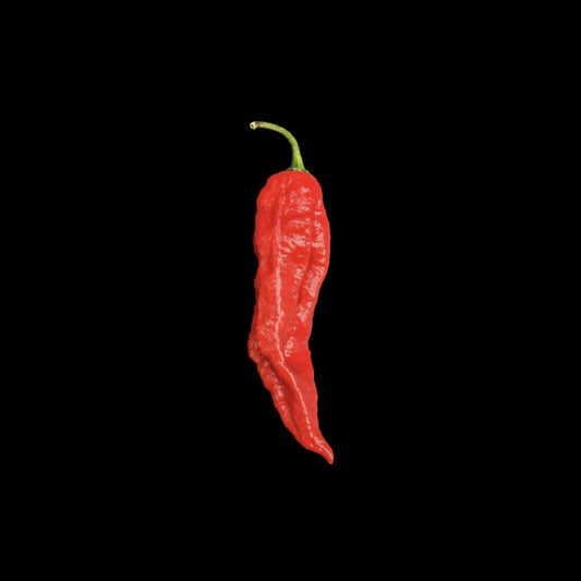 Red Ghost Pepper Potted Plant