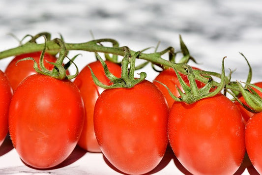 Roma VF Tomato Plant