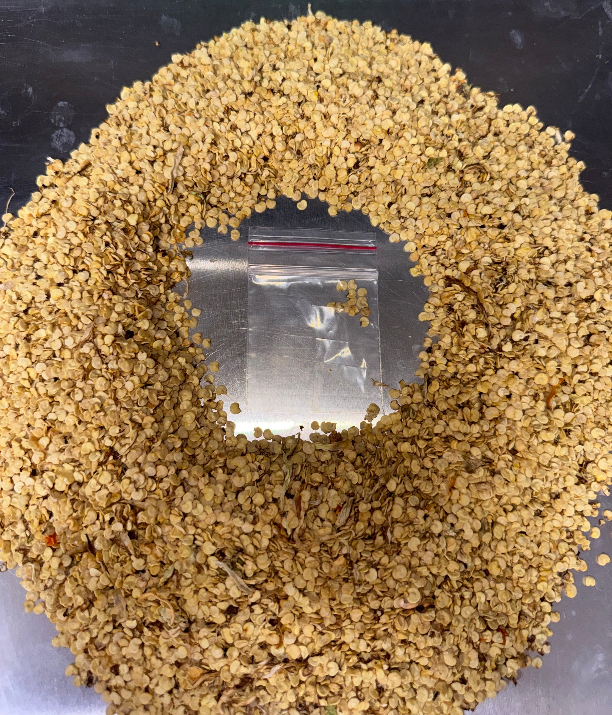 Sugar Rush Stripey Seeds