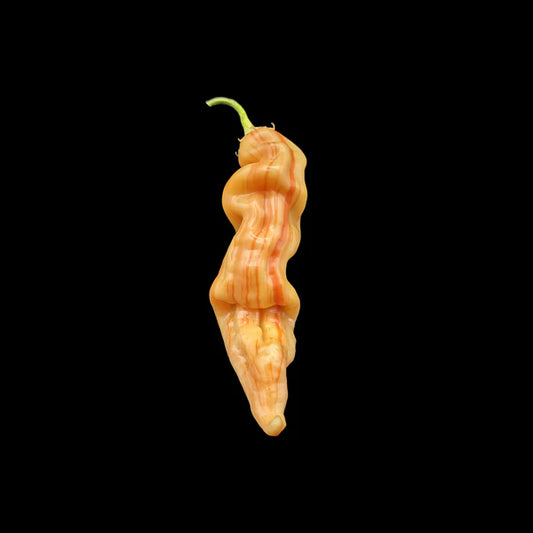 Sugar Rush Stripey Pepper Potted Plant