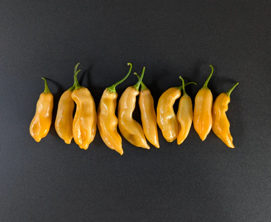 Sugar Rush Peach Pepper Potted Plant