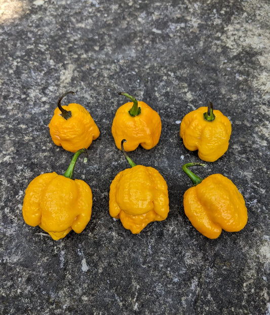 Yellow Trinidad Moruga Scorpion Potted Plant