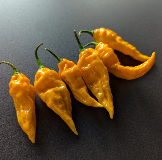 Yellow Ghost Pepper Potted Plant