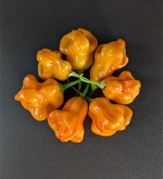 Zebrange Pepper Potted Plant