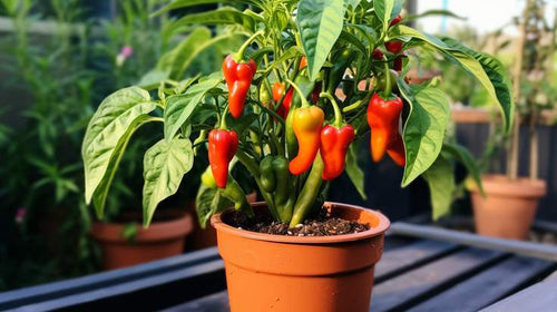 habanero plants in pots Habanero Orange Potted Plant – True North Peppers