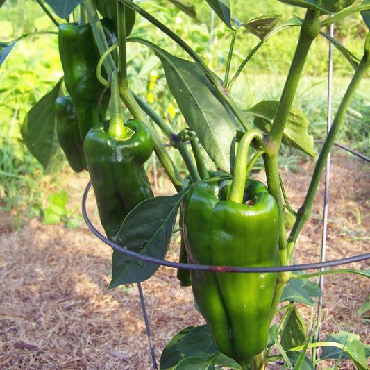 Ancho Poblano Mexican Hot Potted Plant