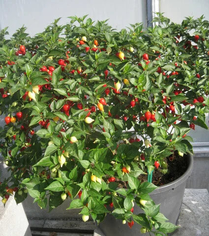Button Mix Chili Potted Plant