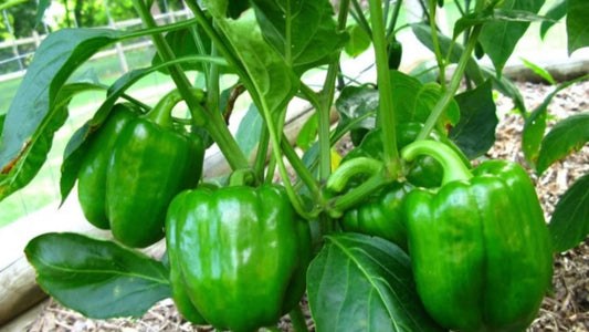 Early Cal Wonder Bell Potted Plant