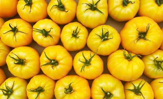 Golden Queen (Jubilee) Tomato Plant