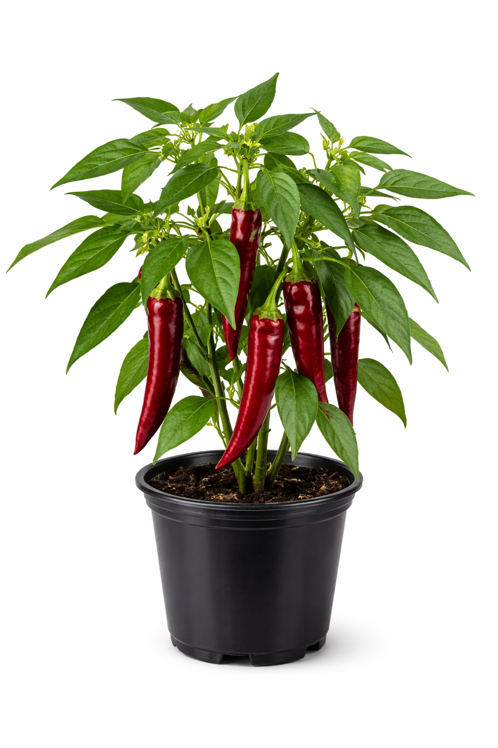 Guajillo 4" Nursery Plant